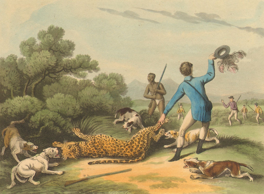 SOUTH AFRICA. Hunting a Panther at Saldanha. Dogs.  (Edward Orme)  1814 print